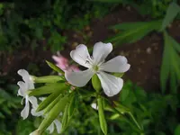 unbekannte3.webp