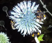 DSC04068 - 2013-07-31- vier penntüten nach regen.webp