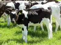 schwarz-weiss3 v.webp