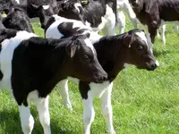 schwarz-weiss4.webp