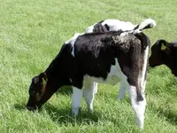 schwarz-weiss 2 v.webp