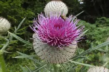 wolldistel.webp
