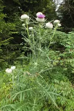 od. eseldistel.webp