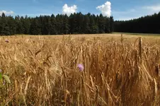 2013_0730Sommer0079.webp