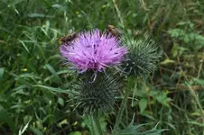 2013_0730Sommer0034.webp