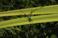 kl. blaue libelle.webp