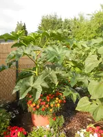 DSCN2386.webp