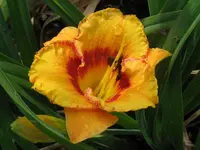 tigerling_1024x768.webp