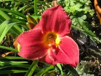 zella virginia x grape velvet_1024x768.webp