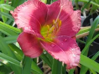 dragons eye_1024x768.webp