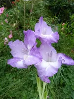 gladiole1klein.webp
