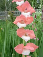 schmetterlingsgladiole1klein.webp