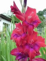 schmetterlingsgladiole8kl.webp