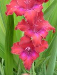 schmetterlingsgladiole9kl.jpg