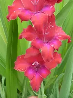 schmetterlingsgladiole9kl.webp