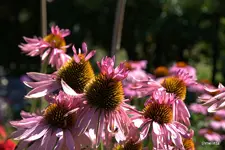 IMG_5144.webp