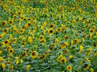 P1000316.webp