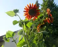Sonnenblumen 1.webp