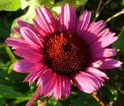 Blumen Sonnenhut.webp