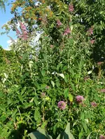 Sommerflieder.webp