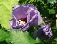 Blumen Hibiskus.webp