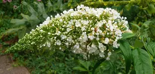 Blumen Sommerflieder 1.webp