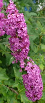 Blumen Sommerflieder.webp