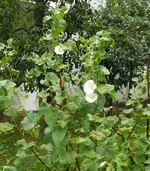 Blumen Winden.webp