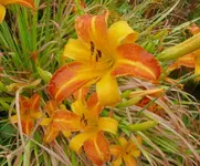 Lilien.webp
