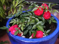 Kübel Muttertagsrose.webp