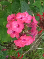 062_576x768.webp