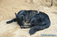 Sandhund.webp