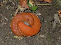 Kuschelschnecken.webp