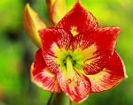 erste Blüte Amaryllis Charisma_1024.JPG