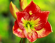 erste Blüte Amaryllis Charisma_1024.webp