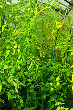 grüne Tomaten en masse_500.webp