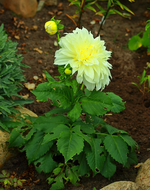 erste Blüte Dahlie Fleurel_600.webp