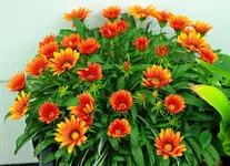 Mittagsblume rost_orange in voller Blüte_1024.webp