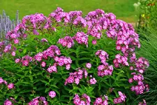 pink_weißer Phlox blüht_1024.webp