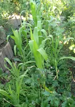 Mais Schmalbeet.webp