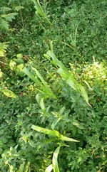 Mais Wildwiese.webp