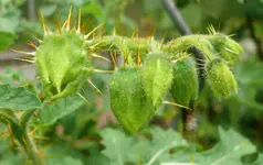 Litschi Tomaten.webp