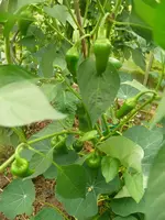 Chili.webp