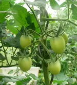 Tomaten1.webp