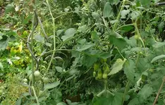Tomaten2.webp