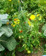 Tomaten3.webp