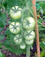 Tomaten4.webp