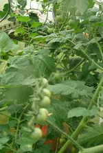 Tomaten5.webp