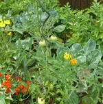 Tomaten Kartoffeln.webp