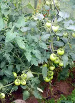Tomaten.webp